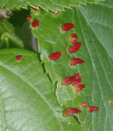 Eriophyidae : Eriophyes tiliae?